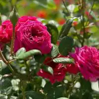 438849189 18256948060245913 5450177727613921752 n