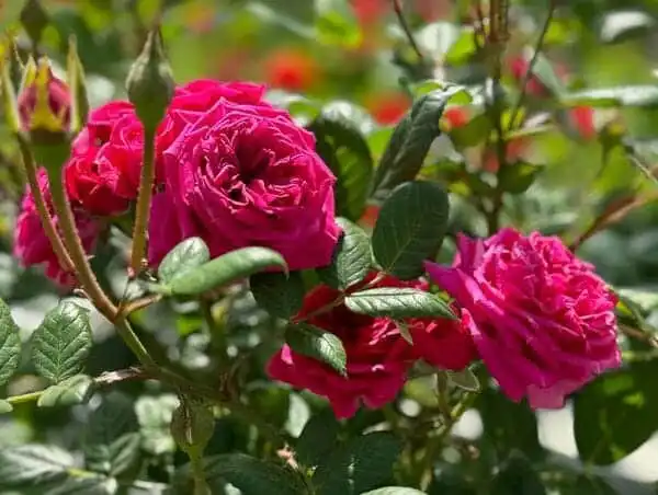 438849189 18256948060245913 5450177727613921752 n