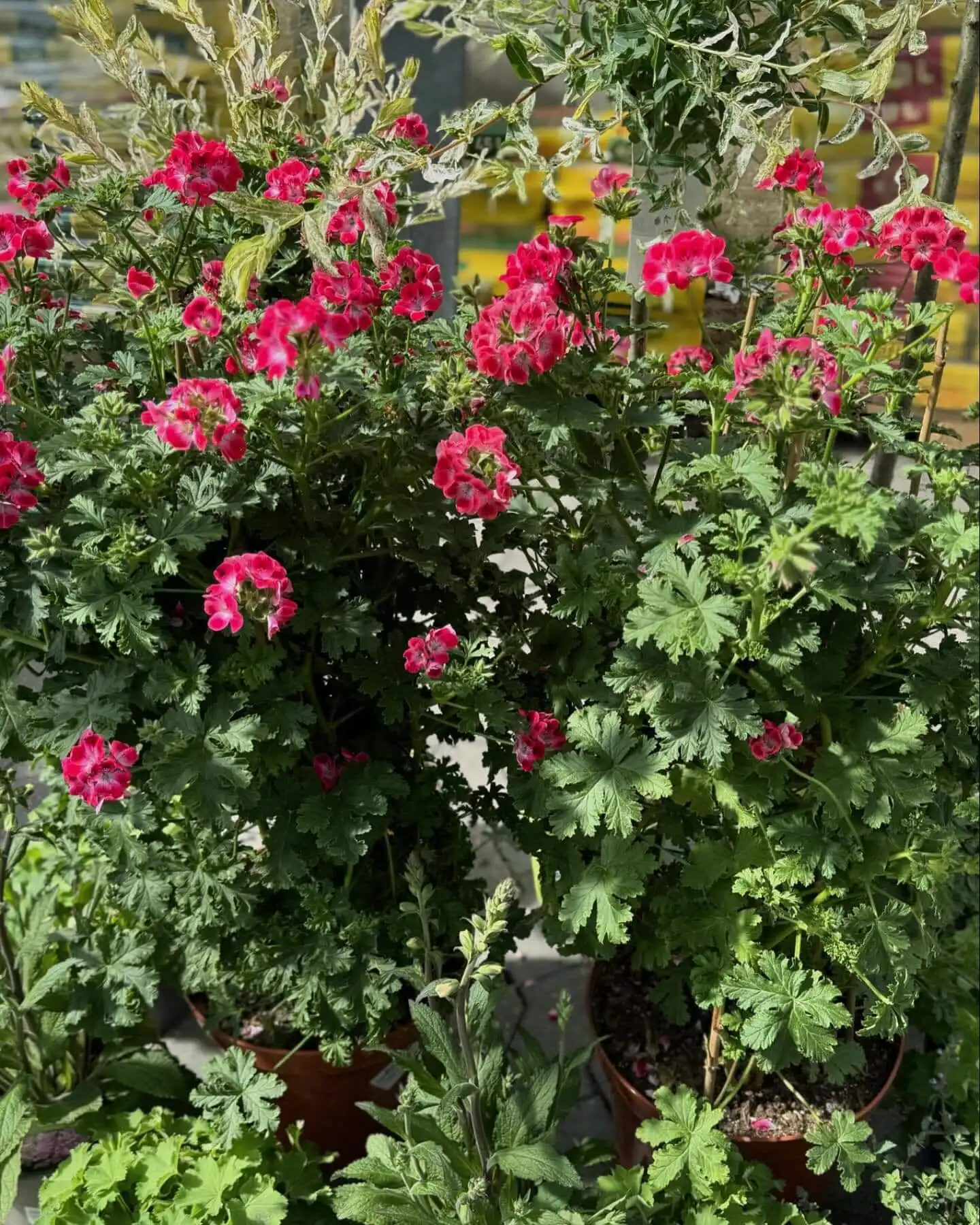 Bei uns gibt es keine Saison... 35 447616632 18261213778245913 6064070314613837245 n