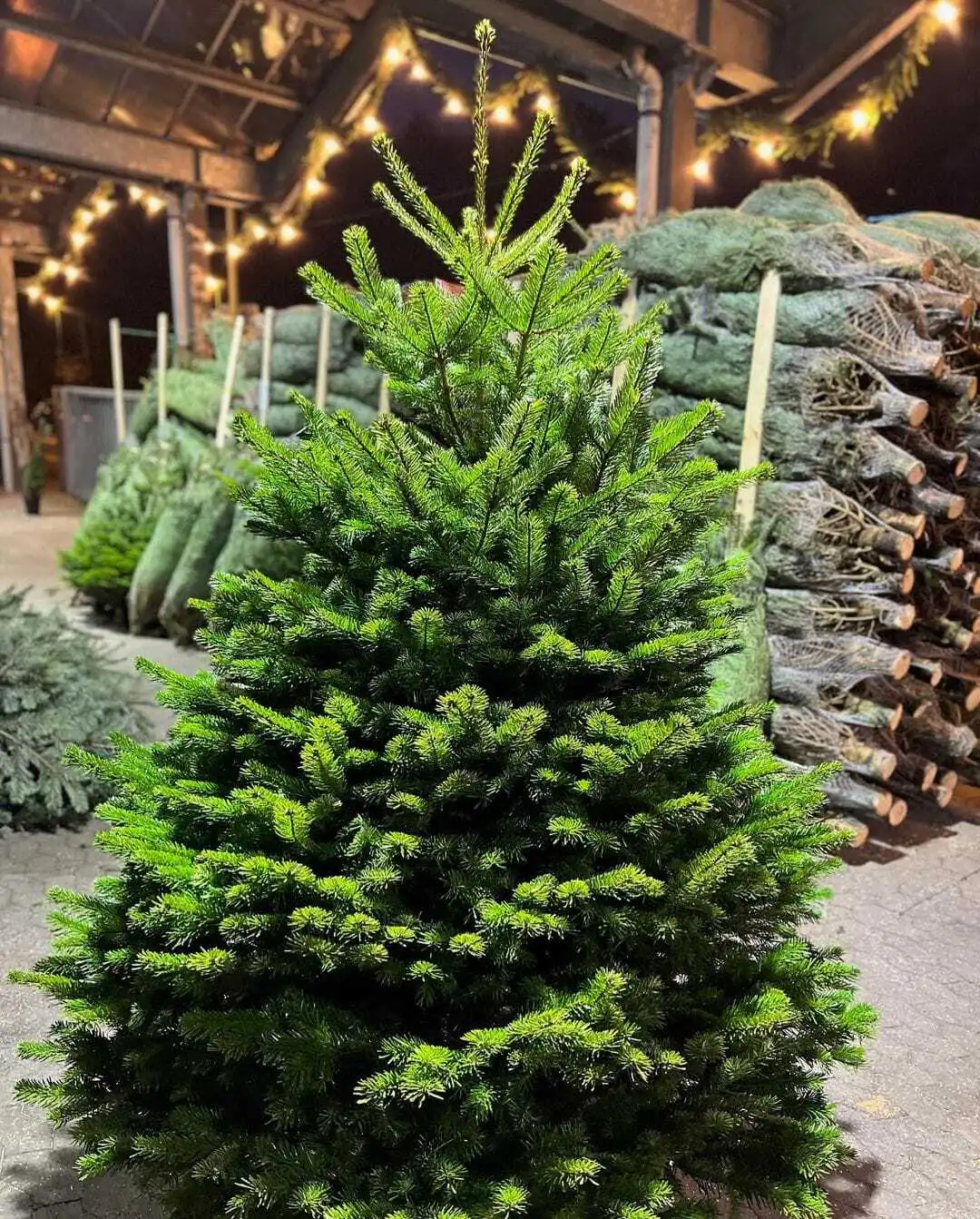 Es geht wieder los …. 8 458392602 18272614432245913 725084198007922830 n