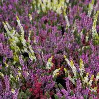 462623563 18277229941245913 4199621773943739852 n