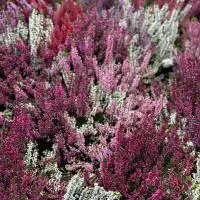 462631773 18277229998245913 977709031801522049 n