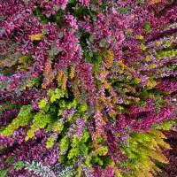 462700567 18277230016245913 8466056920040688306 n