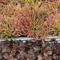 462767851 18277229980245913 793922905263835099 n