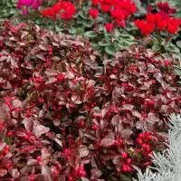 462804528 18277229962245913 1371941342253401838 n