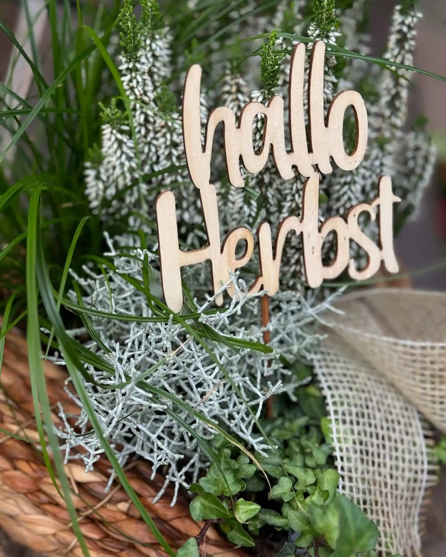 462805934 18277229944245913 1952491742307836769 n