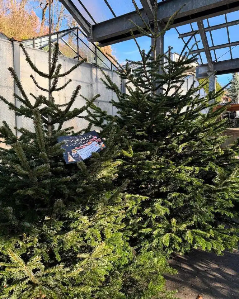 Weihnachtsbaumverkauf 2024