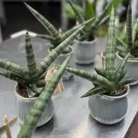 472596885 18288342232245913 1002636067168095697 n