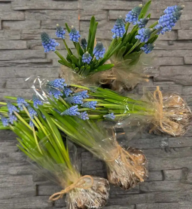 Frühlingsblumen…