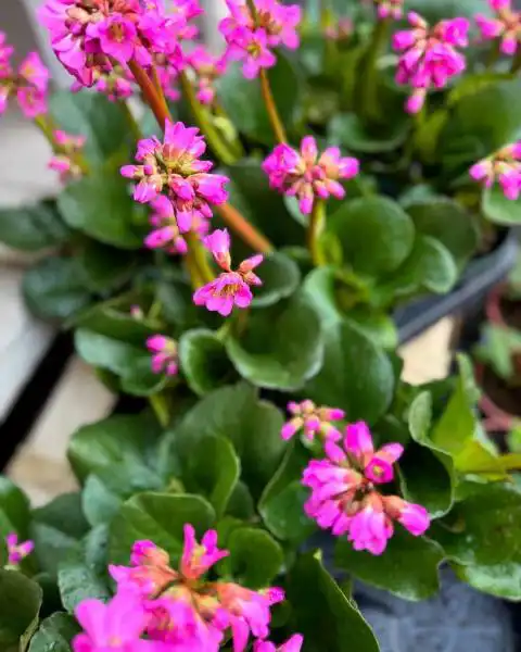 484932249 18296610652245913 8996135021095168708 n