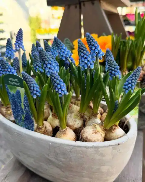 484988425 18296610625245913 4299276261155524647 n