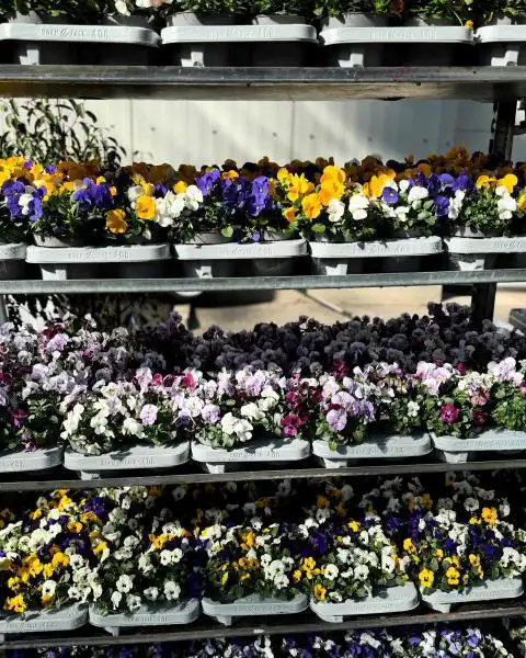 485011436 18296610670245913 1189988629161034130 n