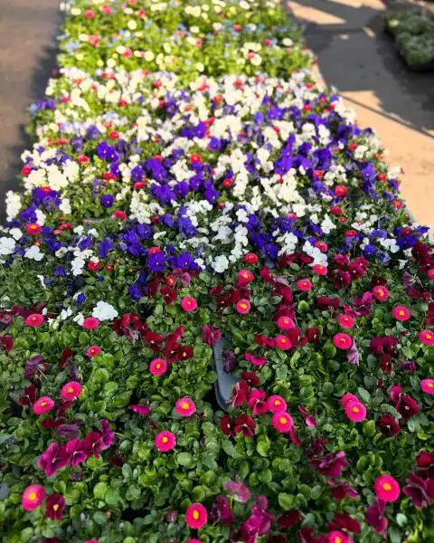 485014804 18296610643245913 6871735328993613718 n