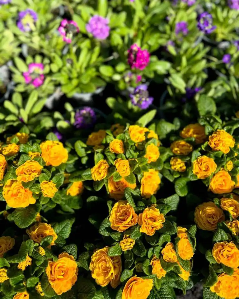 Frühling ganz ohne „#Sondervermögen“….