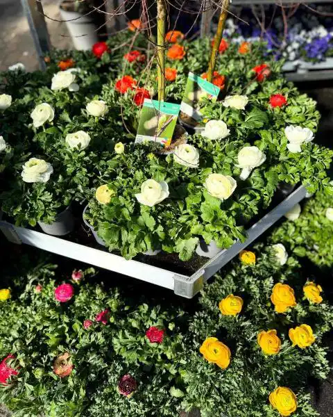 485590998 18296610661245913 5626486711246805787 n