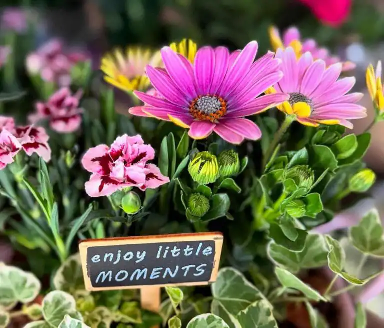 Enjoy little MOMENTS…..