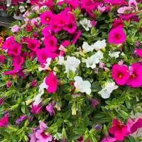 516015255 18309110905245913 745189119444666322 n