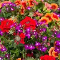 516121837 18309110947245913 4501464736326940268 n