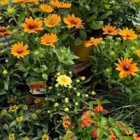 516528968 18309110965245913 400220738579216878 n