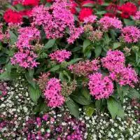 517223800 18309110956245913 5065391999447938358 n