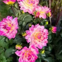 524722887 18311360821245913 6685488634674187061 n