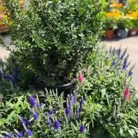 524995056 18311360830245913 5598003482755385235 n