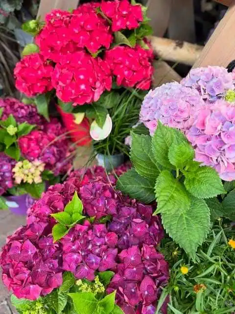 525655631 18311360803245913 6809298961141607243 n