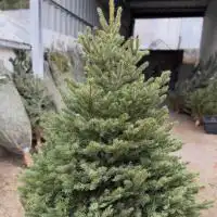 589050520 18328906948245913 2569603260356414961 n