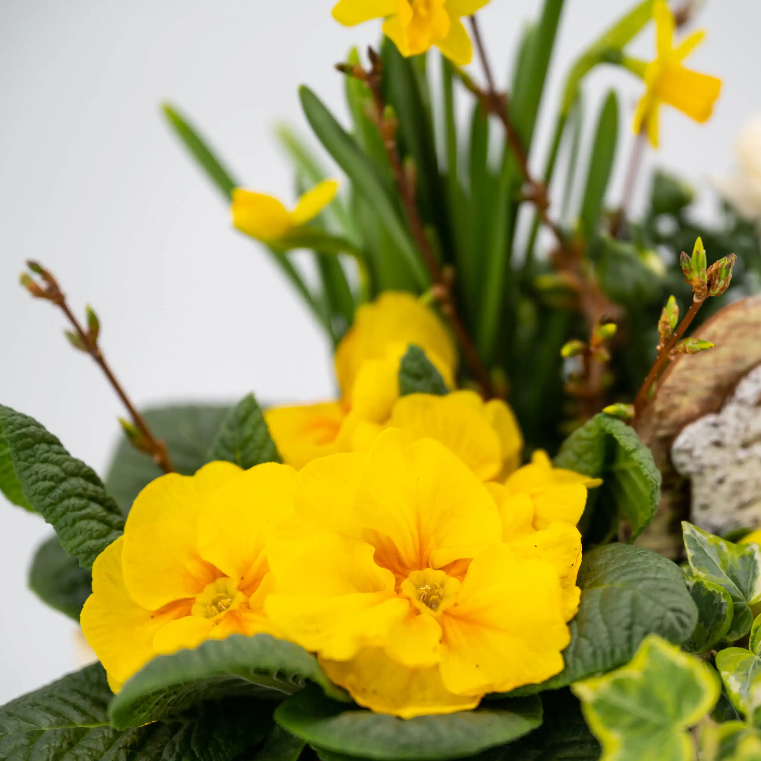 Gepflanztes Oster-Arrangement „Kleiner Ostergarten“ 2 Gepflanztes Oster-Arrangement „Kleiner Ostergarten“ – Bild 2