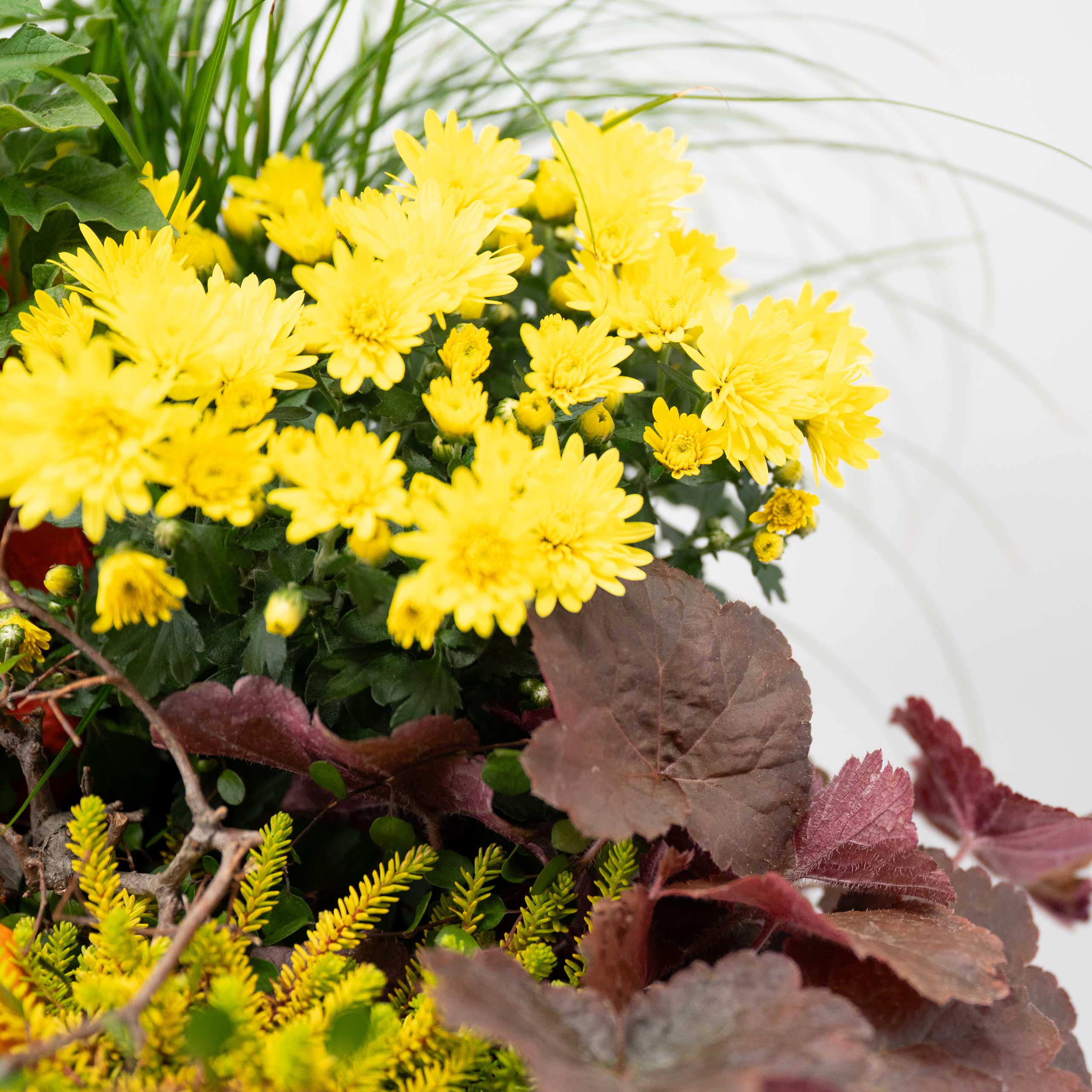 Pflanzmich 3 Pflanzmich – Bild 3 - Blumenstrauß von Blumen Mankopf in Hagen