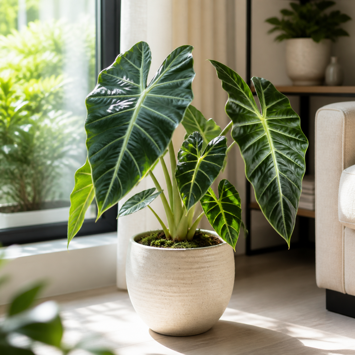 Alokasie - Alocasia x amazonica
