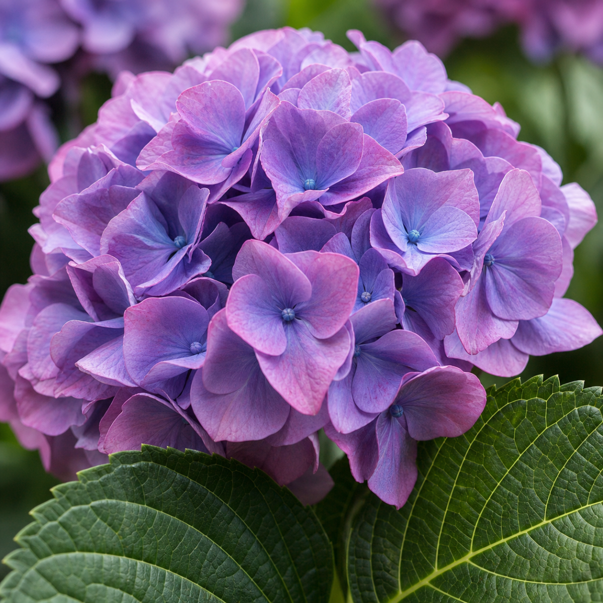 Bauernhortensie - Hydrangea macrophylla