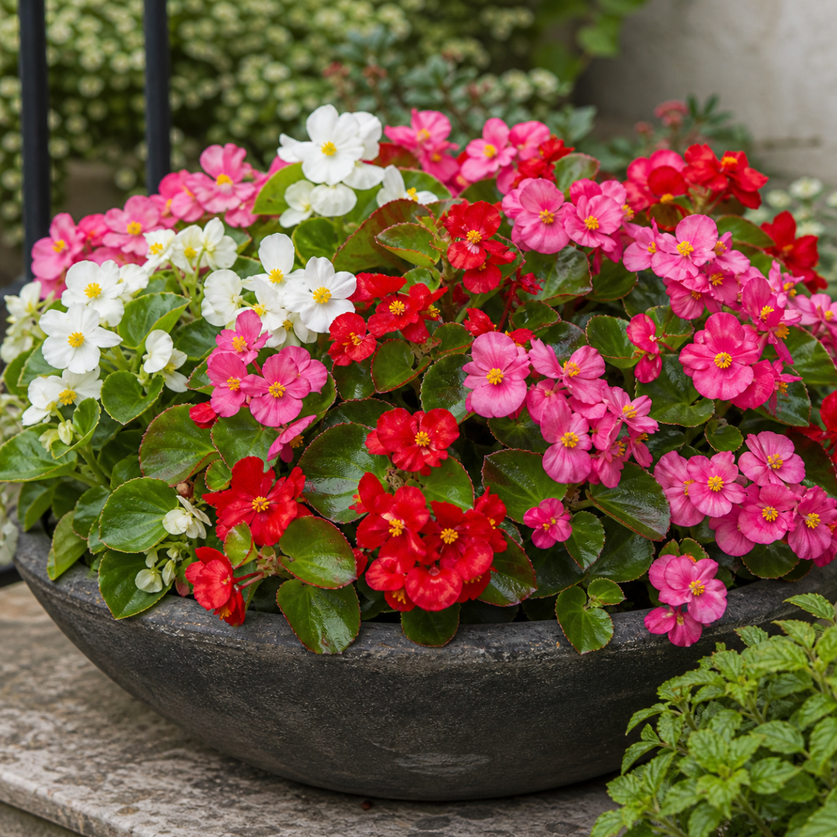 Begonie - Begonia-Semperflorens-Hybride