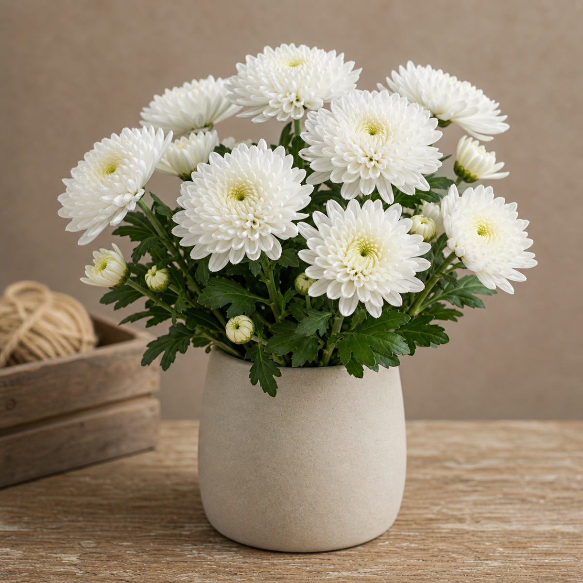 Chrysantheme - Chrysanthemum indicum