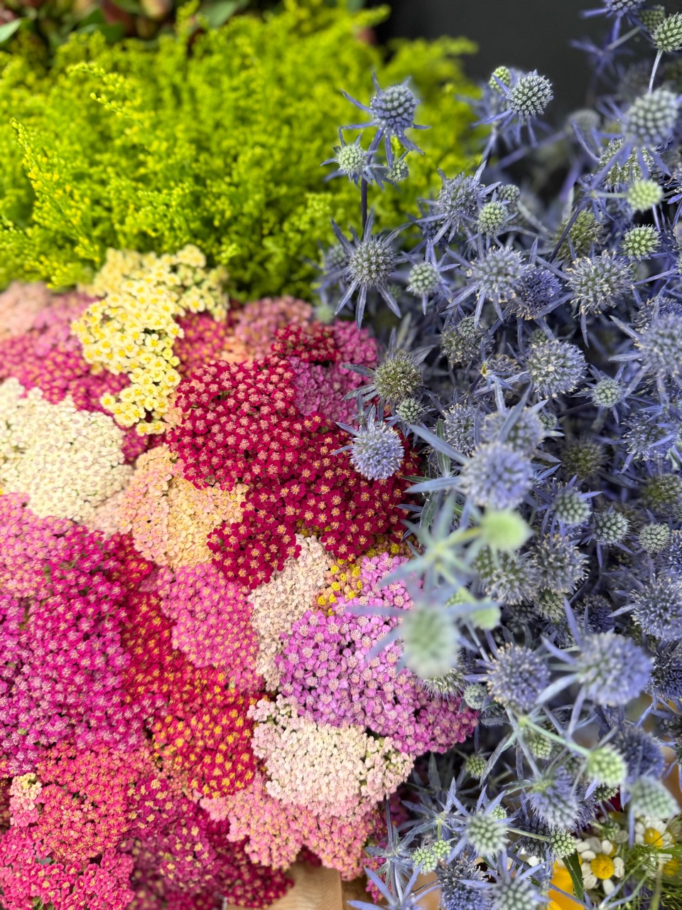Sommer, Sonnenschein und frische Schnittblumen aus der Region 2 Schafgarbe und blaues Mannstreu als sommerliche Schnittblumen