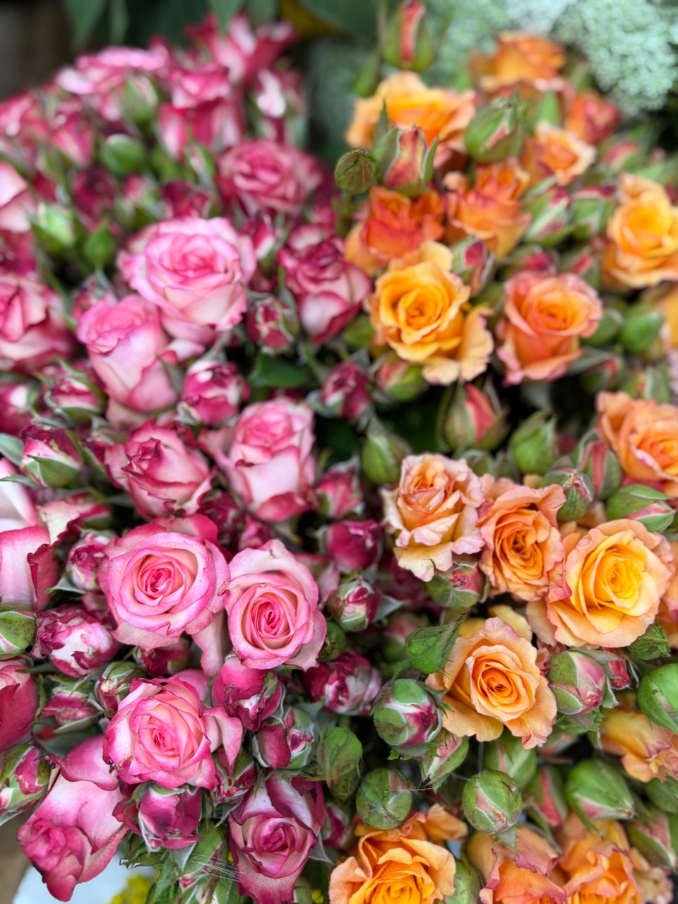 Sommer, Sonnenschein und frische Schnittblumen aus der Region 3 Rosa und orangefarbene Rosen