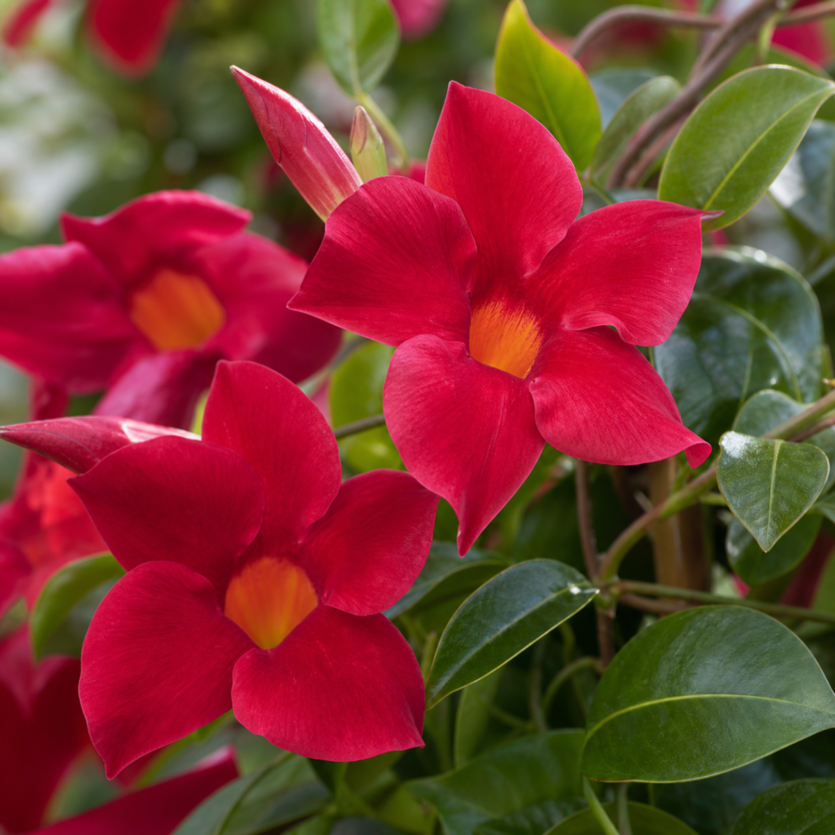 Dipladenie - Mandevilla sanderi