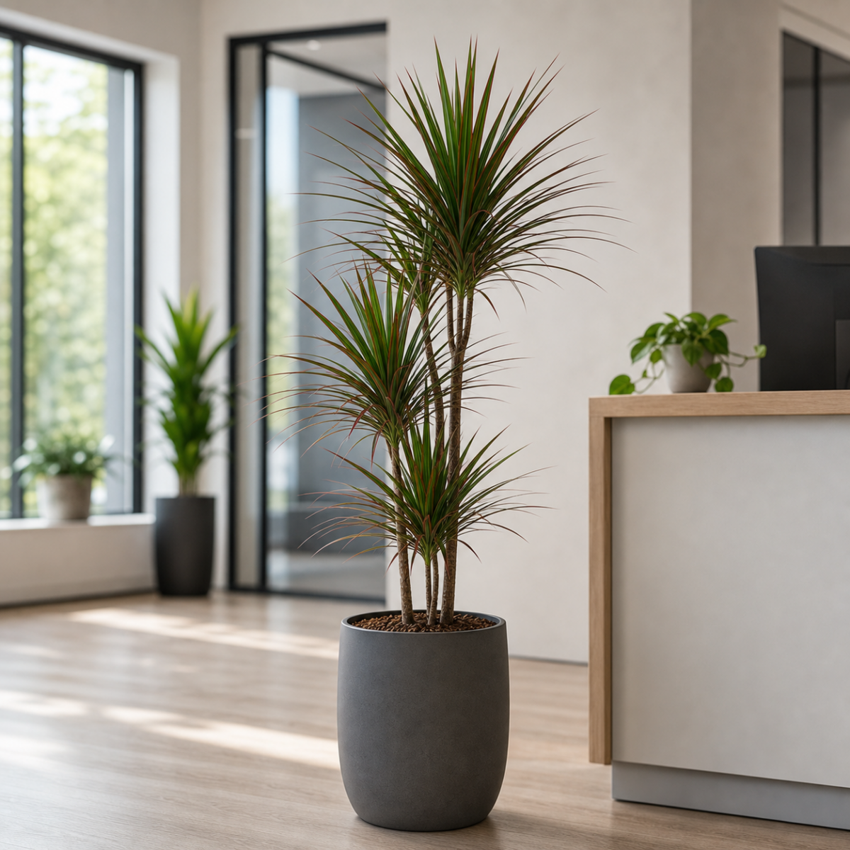 Drachenbaum - Dracaena marginata