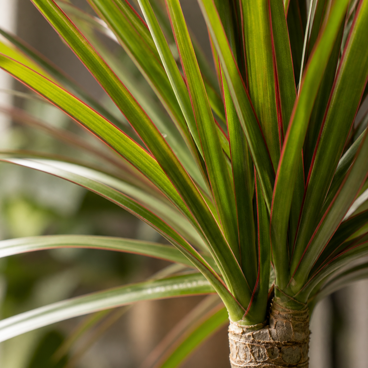 Drachenbaum - Dracaena marginata