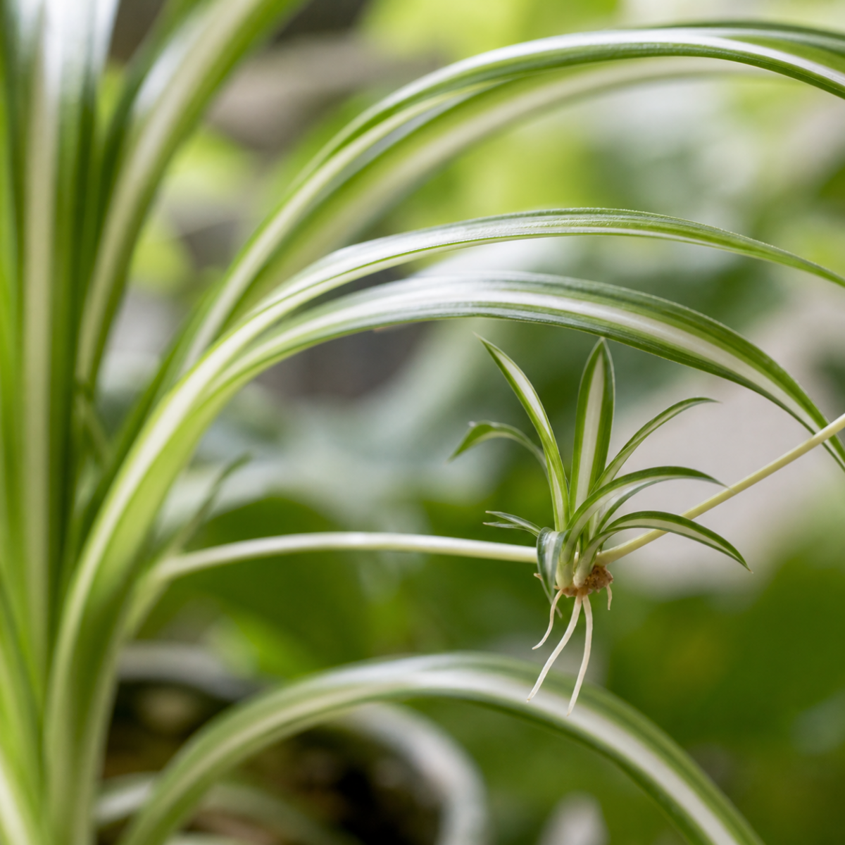 Grunlilie - Chlorophytum comosum
