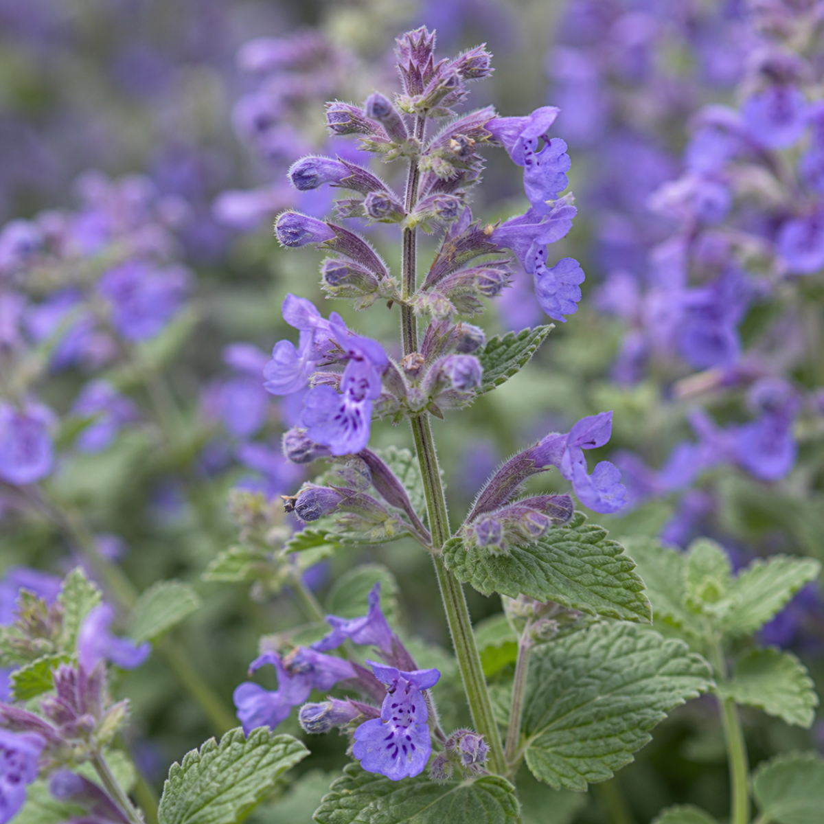 Katzenminze - Nepeta faassenii