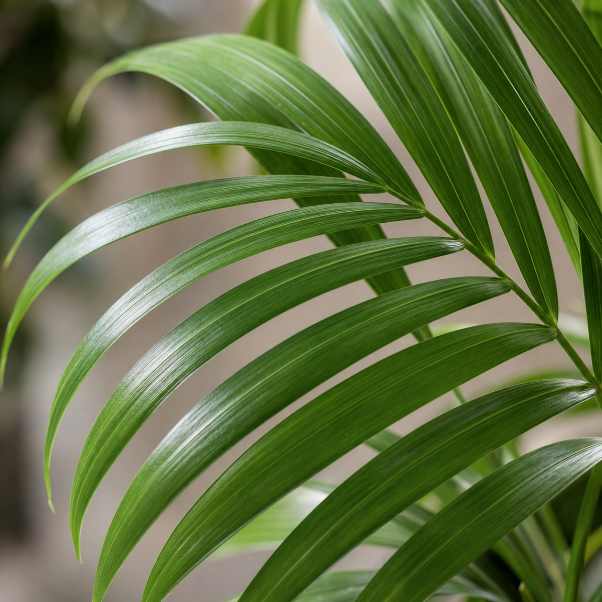 Kentiapalme - Howea forsteriana