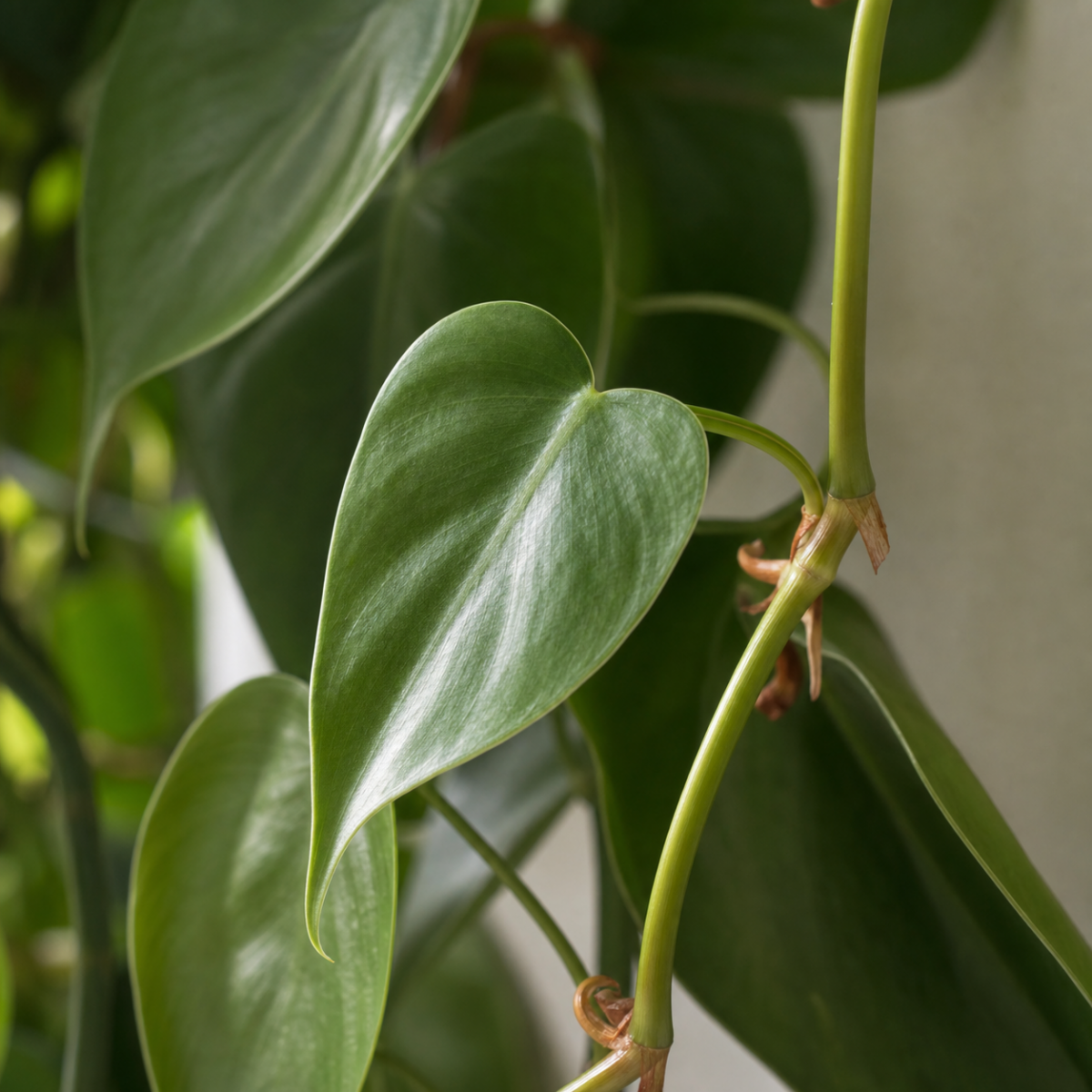 Kletter-Philodendron - Philodendron hederaceum