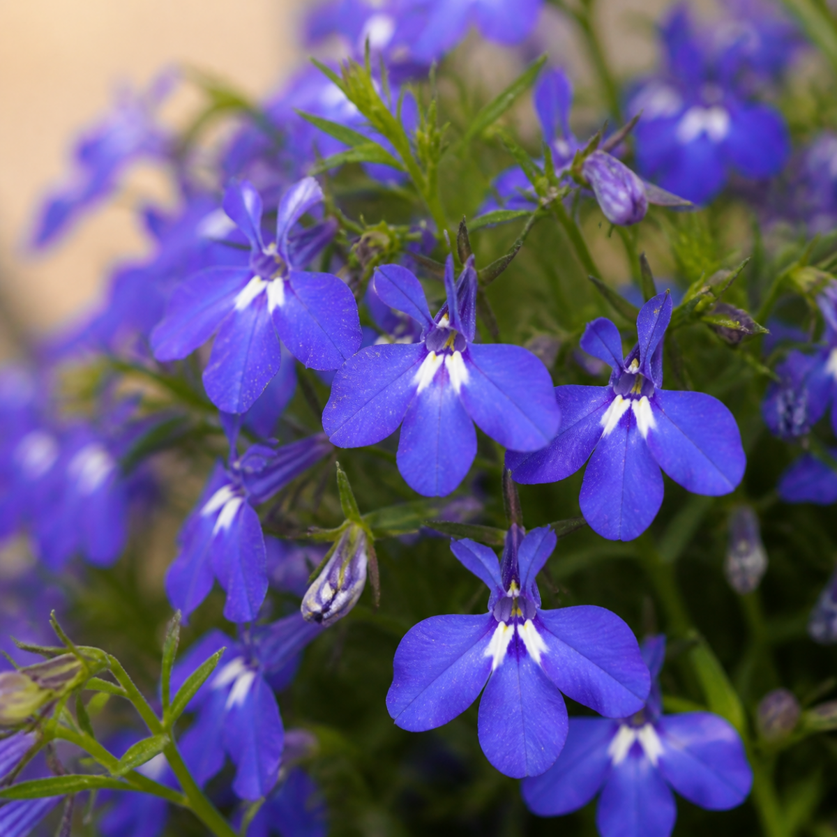 Detailaufnahme von blauen Lobelienblüten