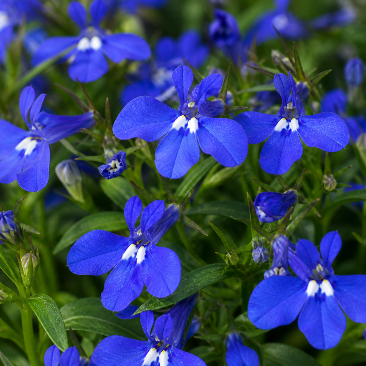 Maennertreu - Lobelia erinus