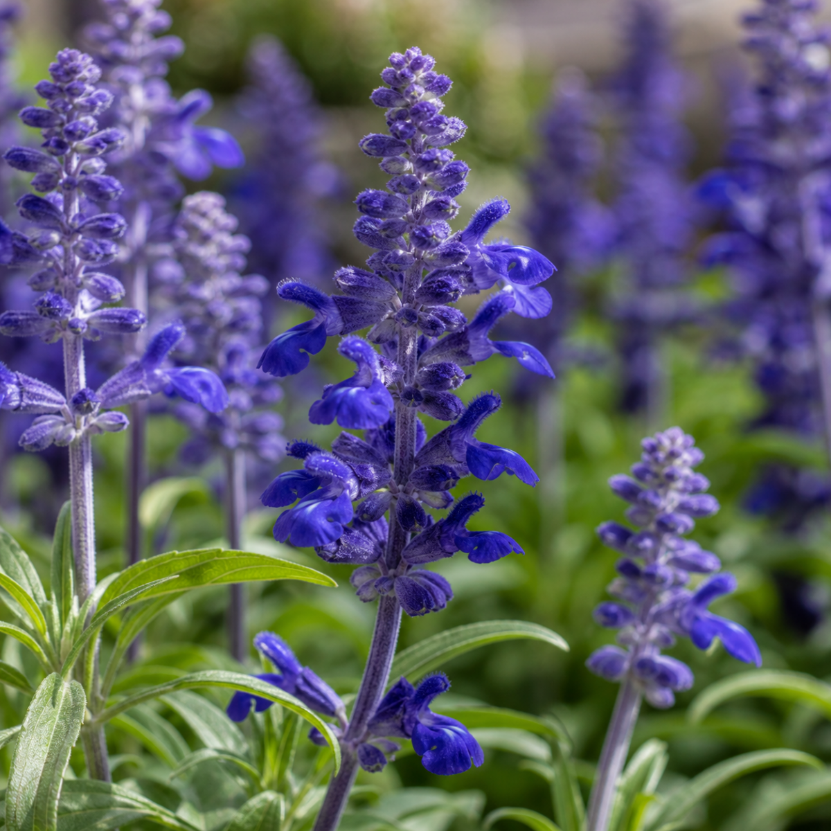 Mehliger Salbei - Salvia farinacea