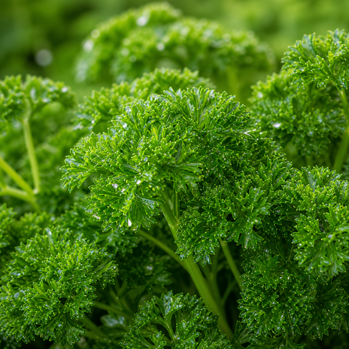 Petersilie - Petroselinum crispum