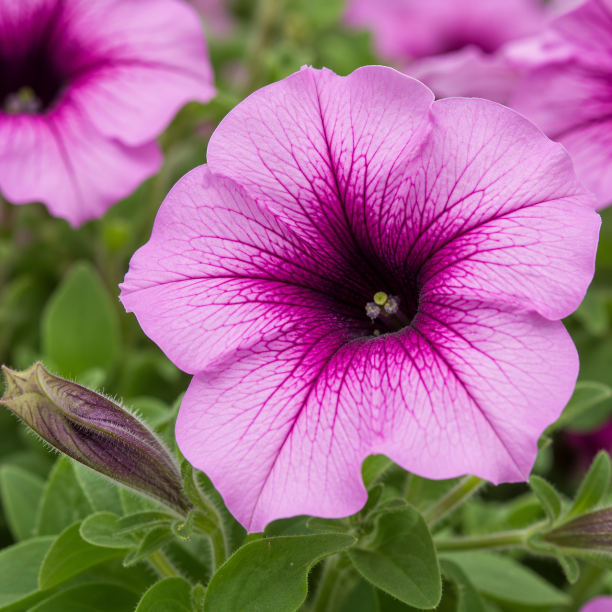 Petunie - Petunia-Hybride