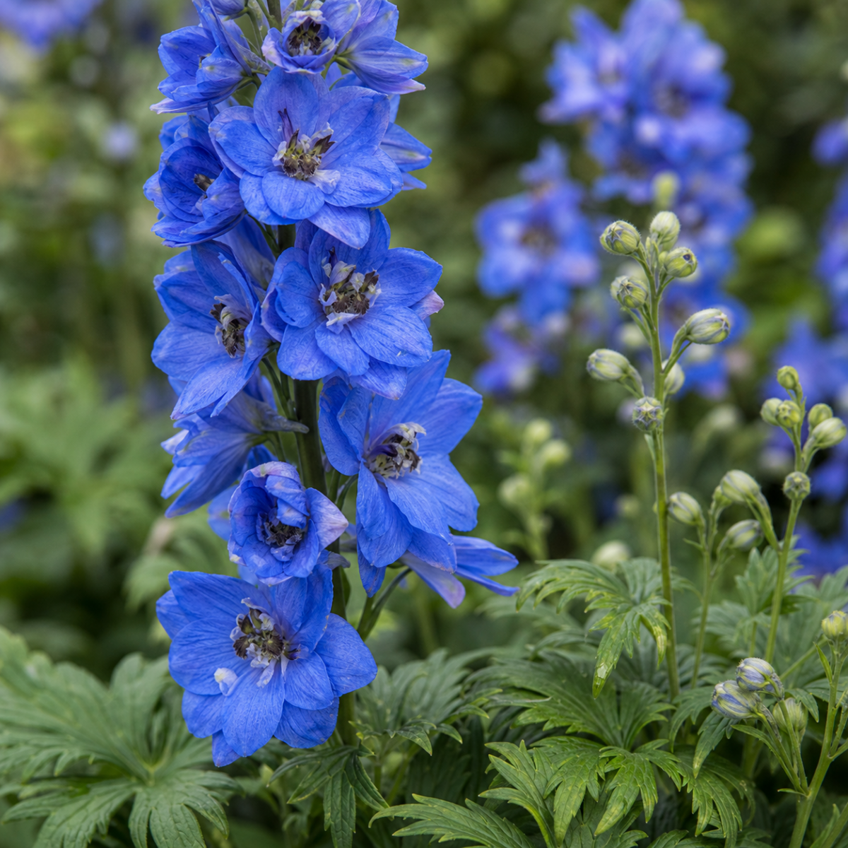 Rittersporn - Delphinium elatum