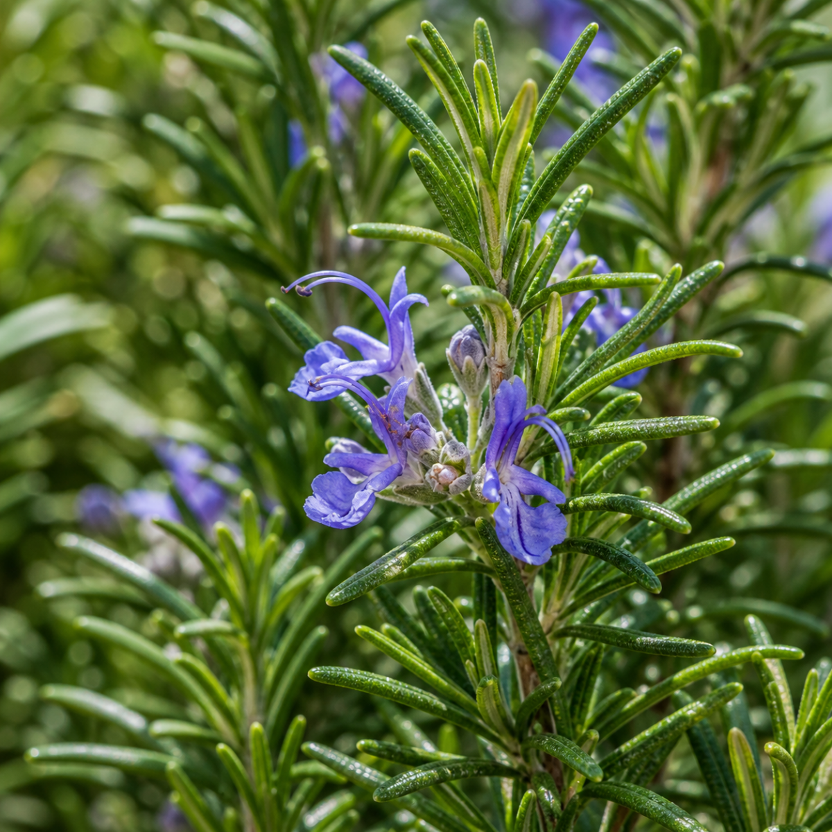 Rosmarin - Salvia rosmarinus